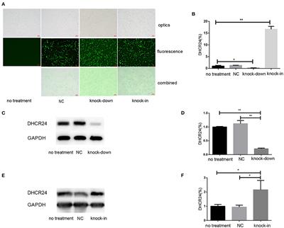 DHCR24 Knock-Down Induced Tau Hyperphosphorylation at Thr181, Ser199, Thr231, Ser262, Ser396 Epitopes and Inhibition of Autophagy by Overactivation of GSK3β/mTOR Signaling